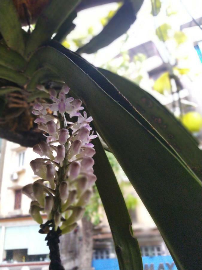 Hanoi Balcony Homestay Ngoại thất bức ảnh